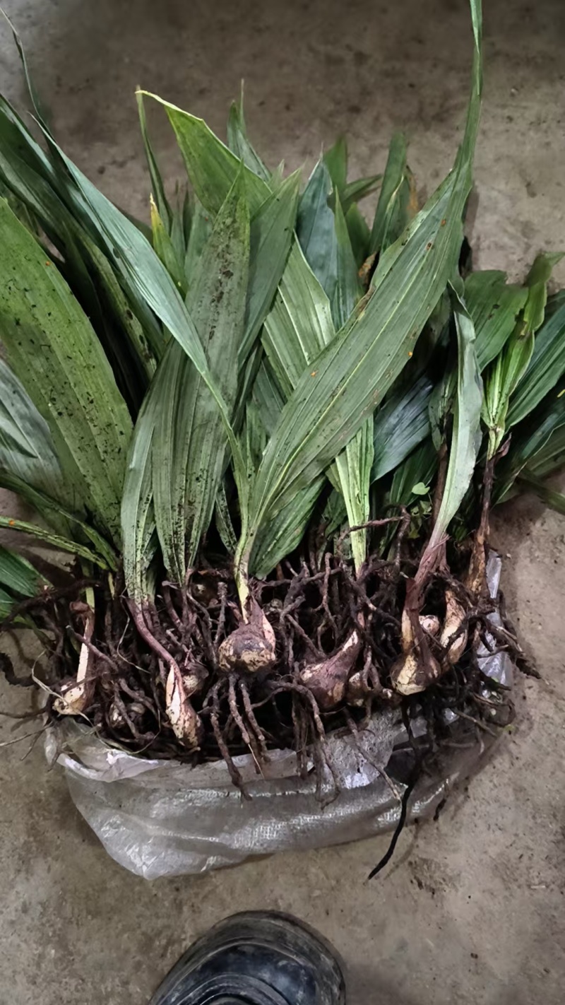紫花宽叶毛慈姑苗（杜鹃兰）山慈菇，大量出售