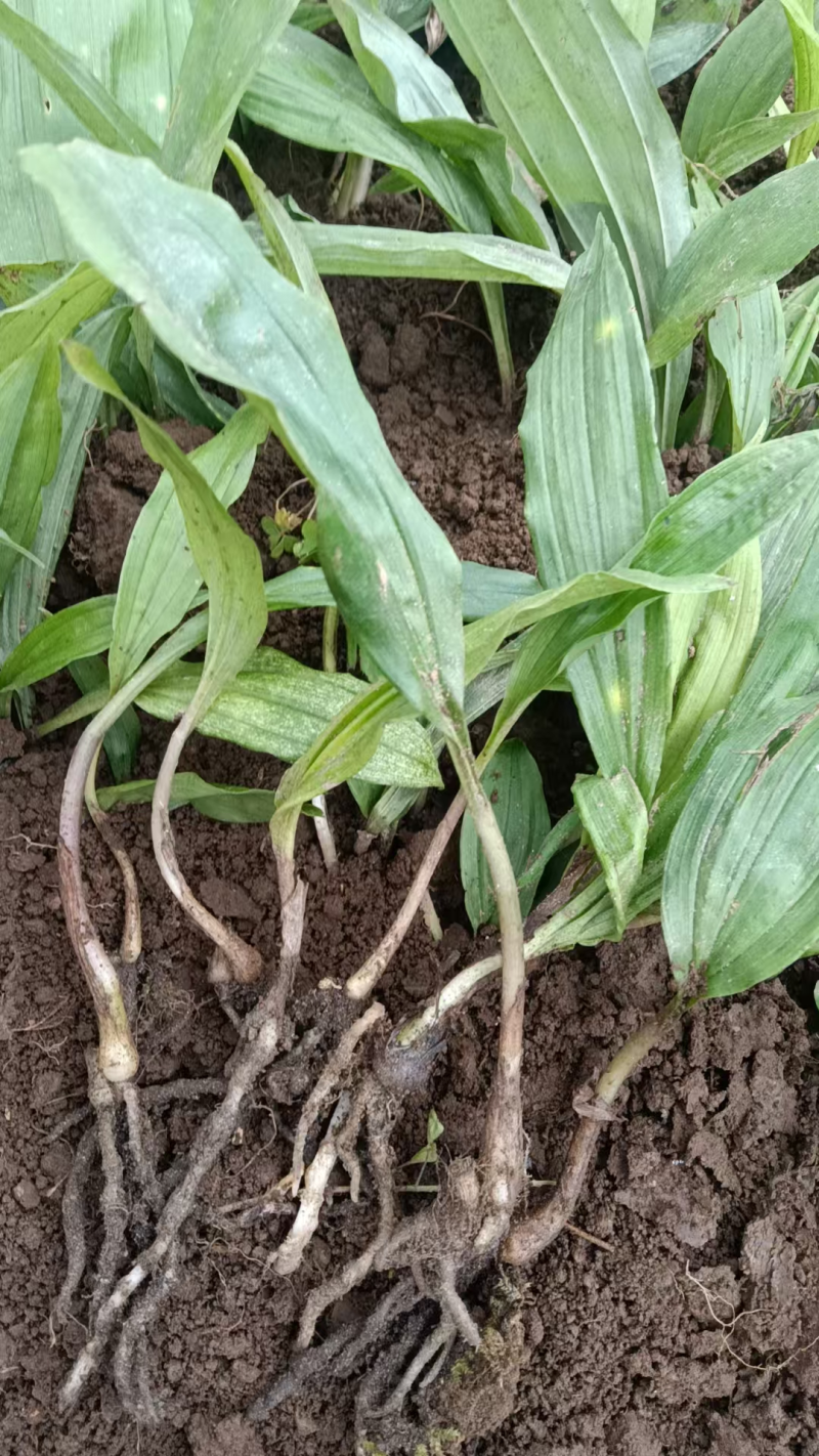 紫花宽叶毛慈姑苗（杜鹃兰）山慈菇，大量出售