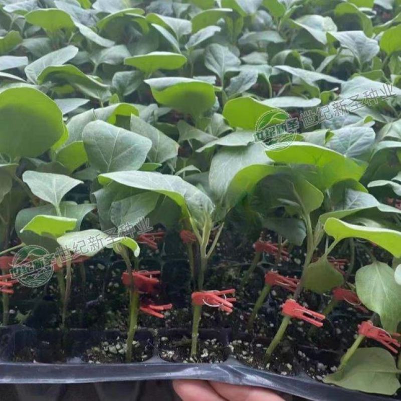 嫁接线茄苗嫁接茄子苗嫁接线茄苗嫁接线茄苗嫁接茄子