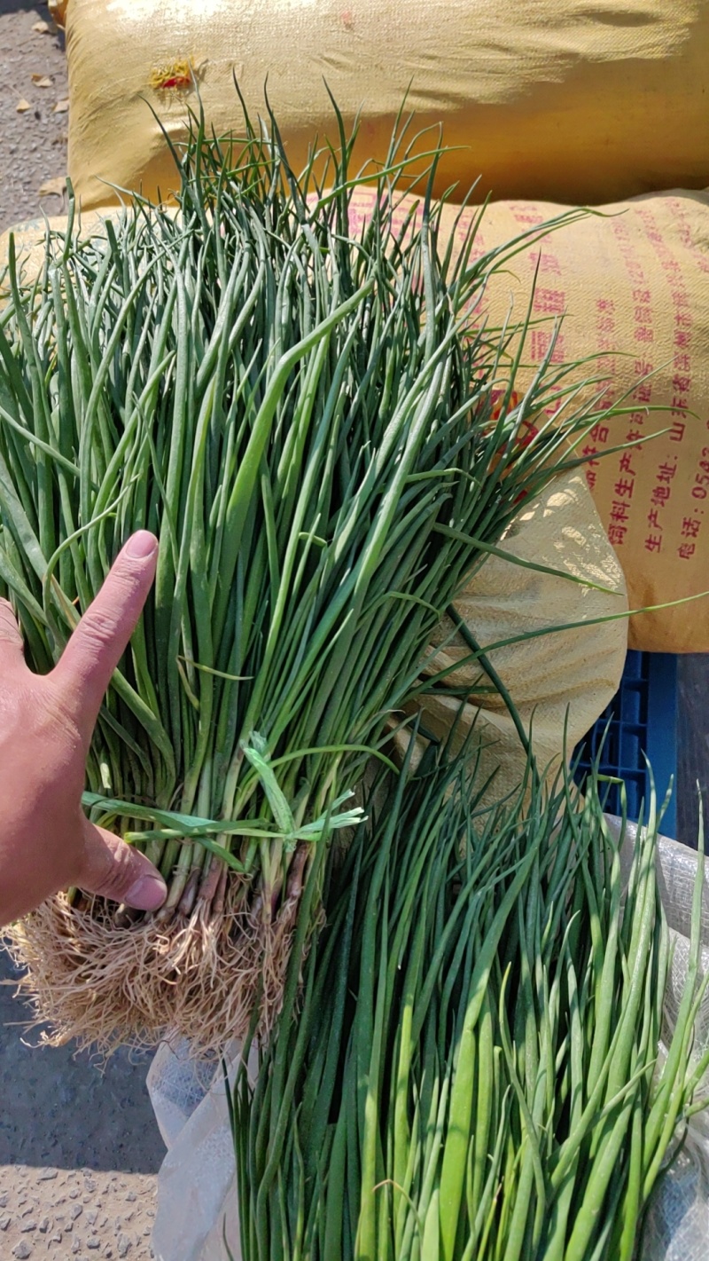 洋葱苗，紫皮红皮，早熟晚熟洋葱苗，大量供应，基地直发