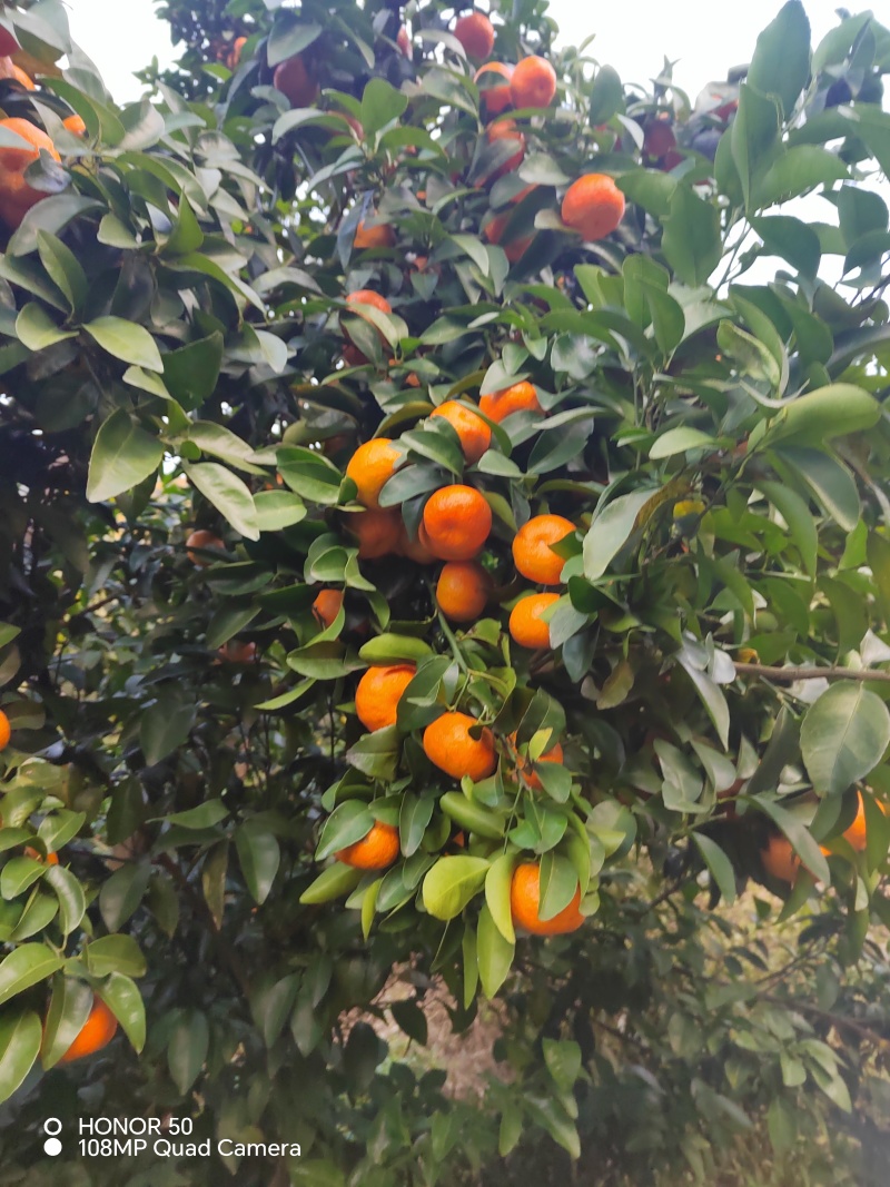 砂糖橘开始上市