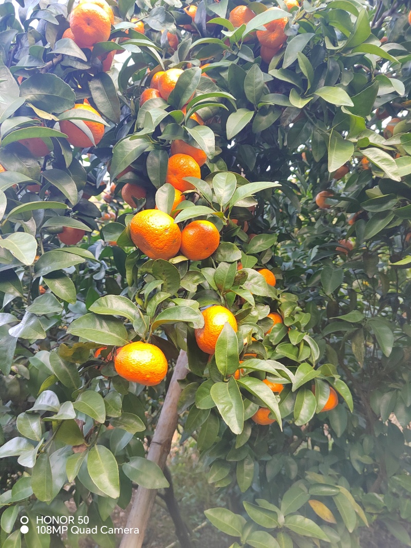 砂糖橘开始上市