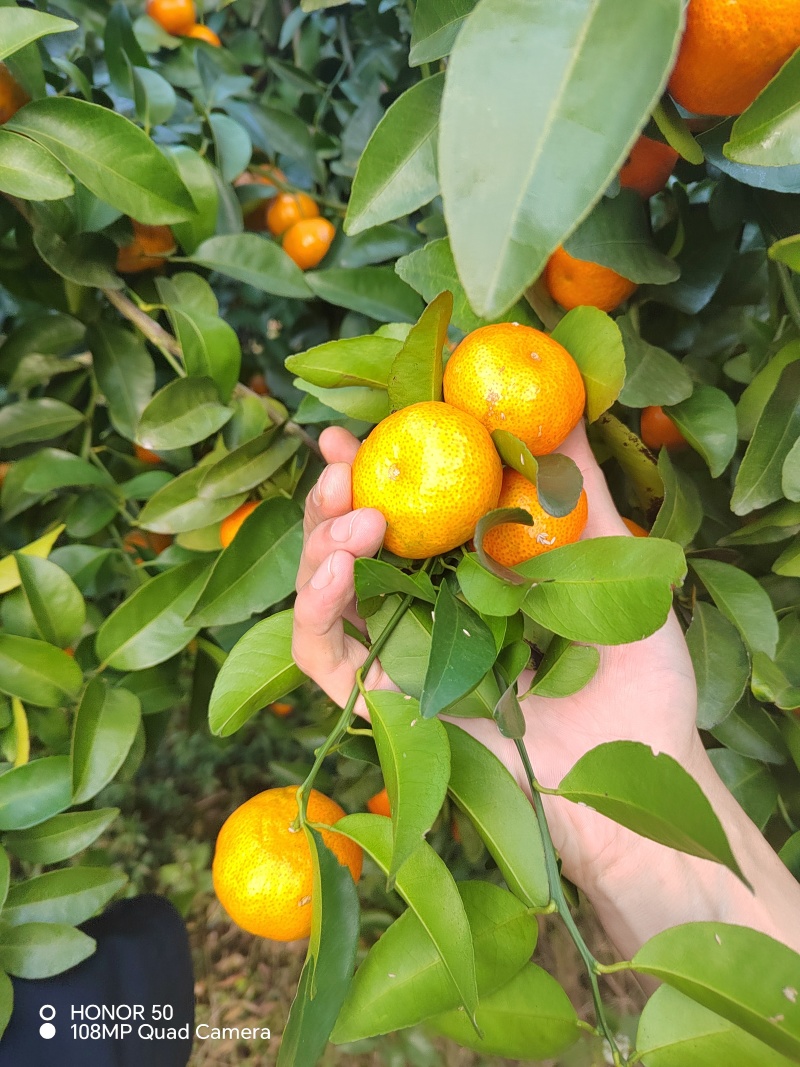 砂糖橘开始上市