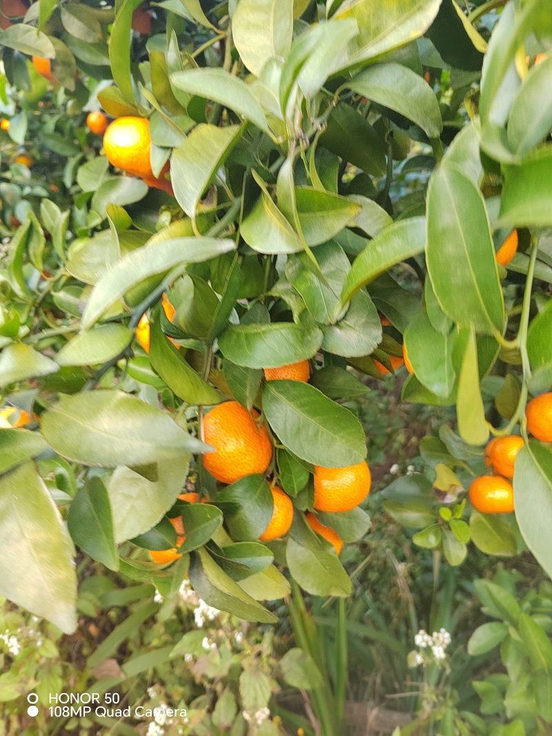 砂糖橘开始上市