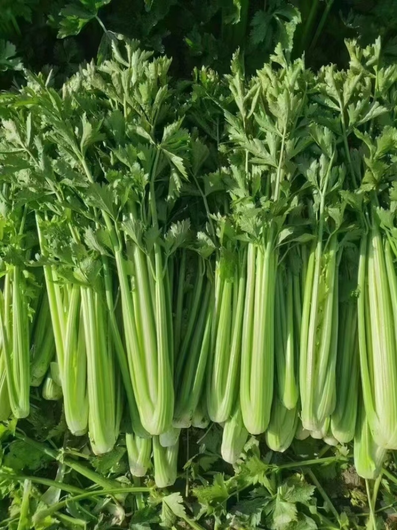精品芹菜基地直发诚信经营量大从优欢迎来电