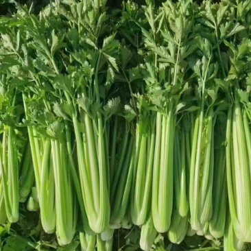 精品芹菜基地直发诚信经营量大从优欢迎来电