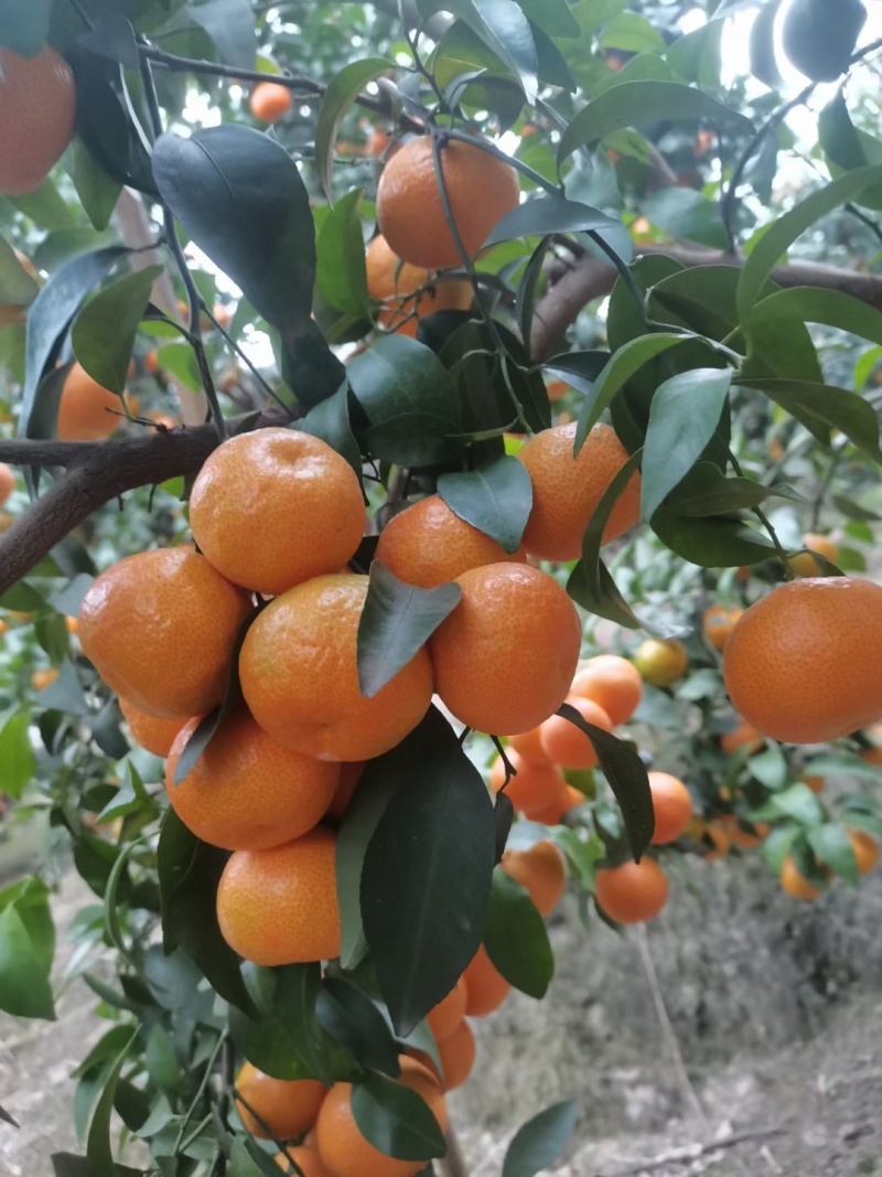 广西百色西林县砂糖橘代办代发！