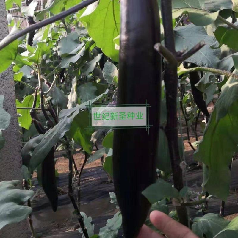 紫长茄嫁接紫长茄紫把长茄嫁接紫萼长茄