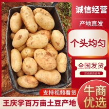 精品黄心ev土豆：颜色个头薯型三优，适合高端市场和商超。
