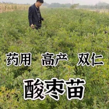 药用高产双仁酸枣苗
