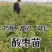 药用高产双仁酸枣苗