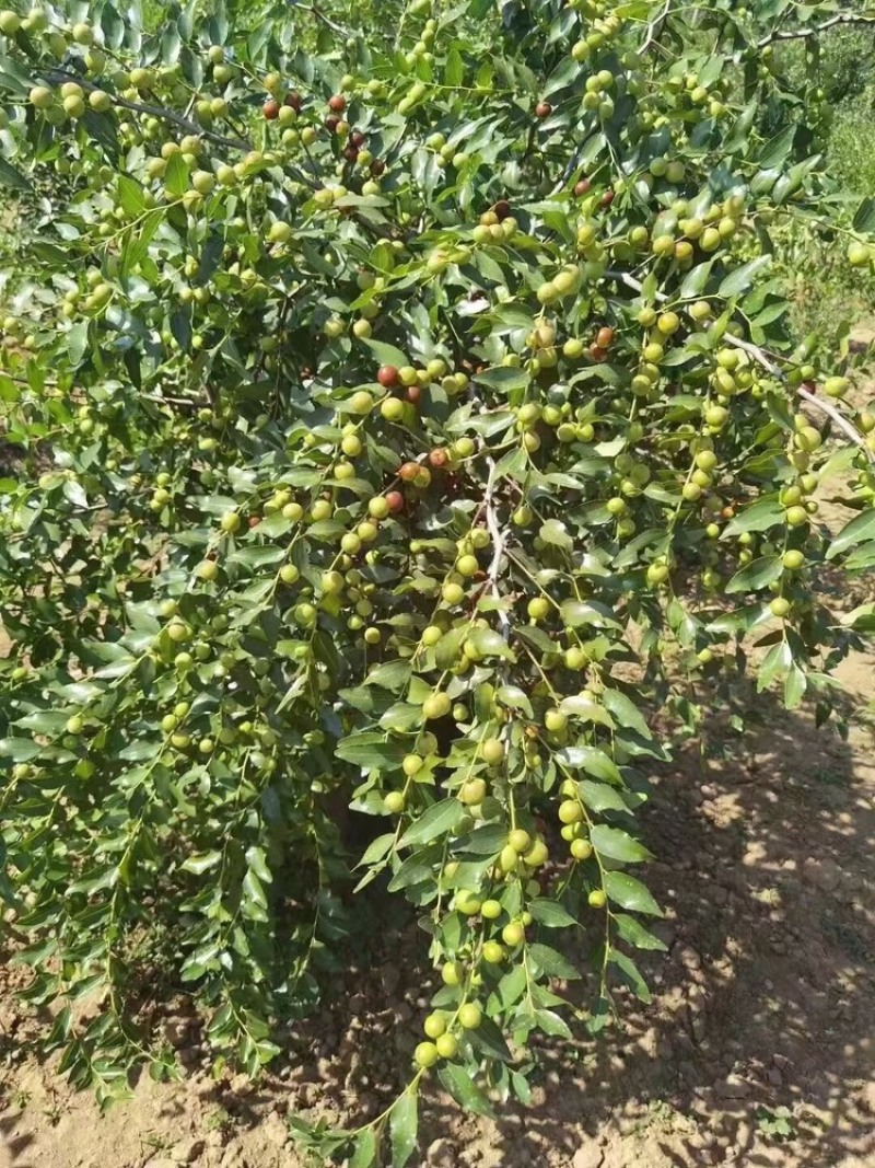 药用高产双仁酸枣苗