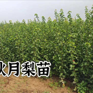 秋月梨苗