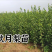 秋月梨苗