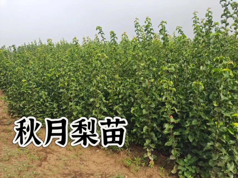 秋月梨苗