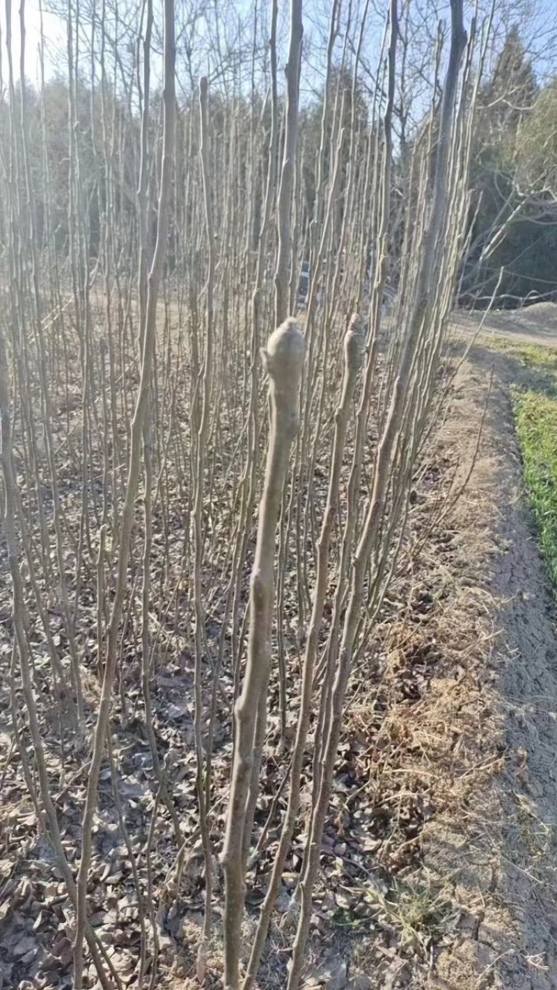 秋月梨苗