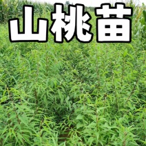 山桃苗大量供应