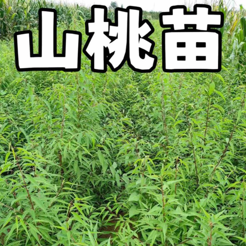 山桃苗大量供应