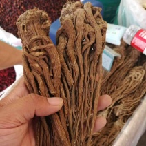 中药材，精品当归，甘肃定西药材基地直发品质保障量大从优