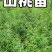 山桃苗大量供应
