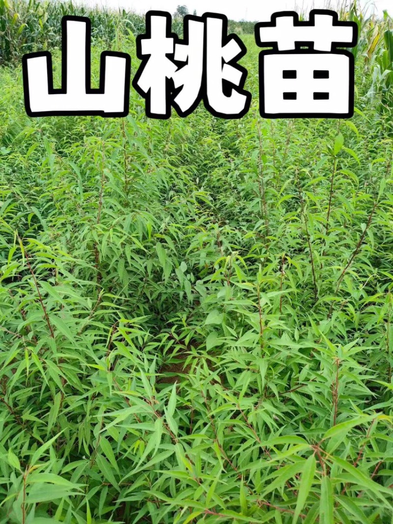 山桃苗大量供应