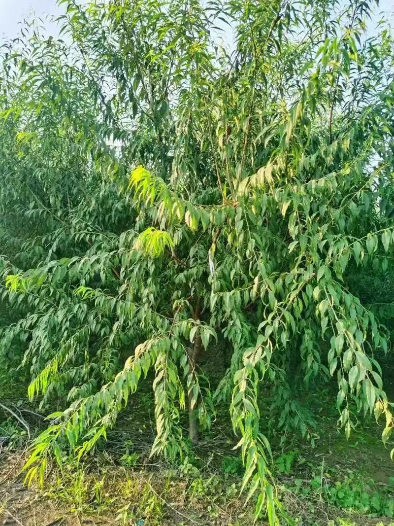 山桃苗大量供应