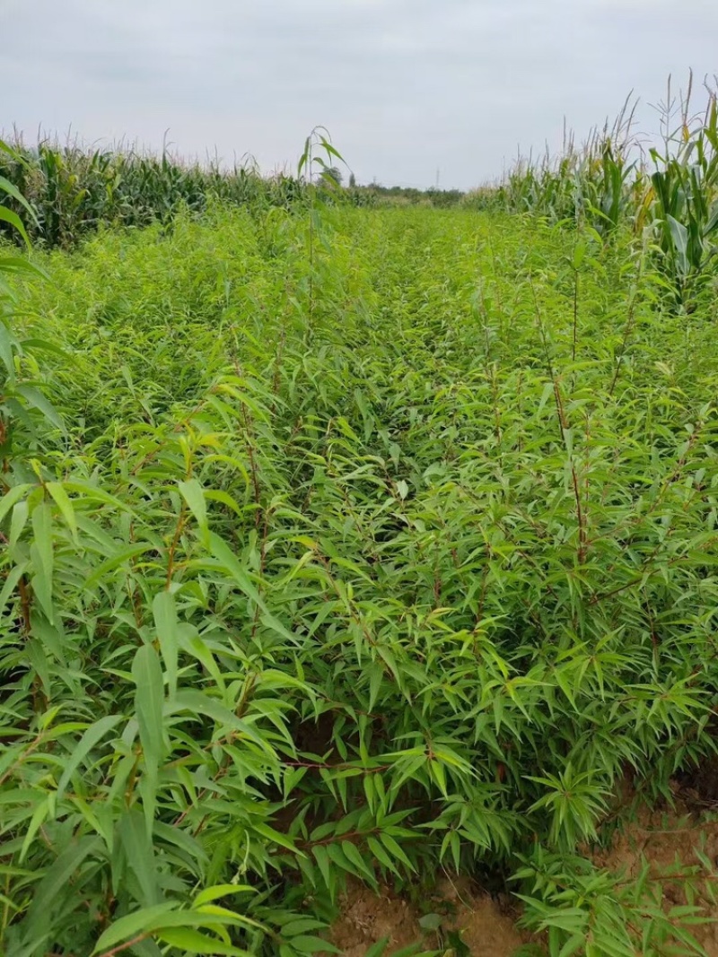 山桃苗大量供应