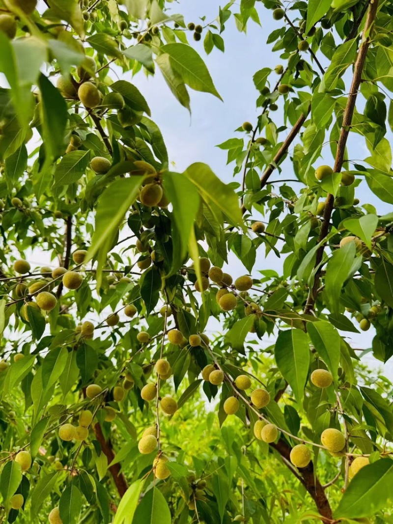 山桃苗大量供应