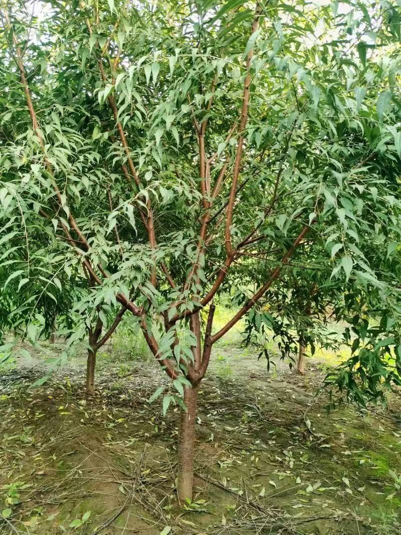 山桃苗大量供应