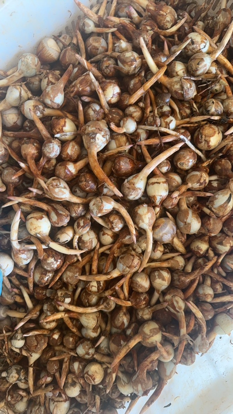 云南精品蓝白慈姑大中小茨菇一手货源全国可发货