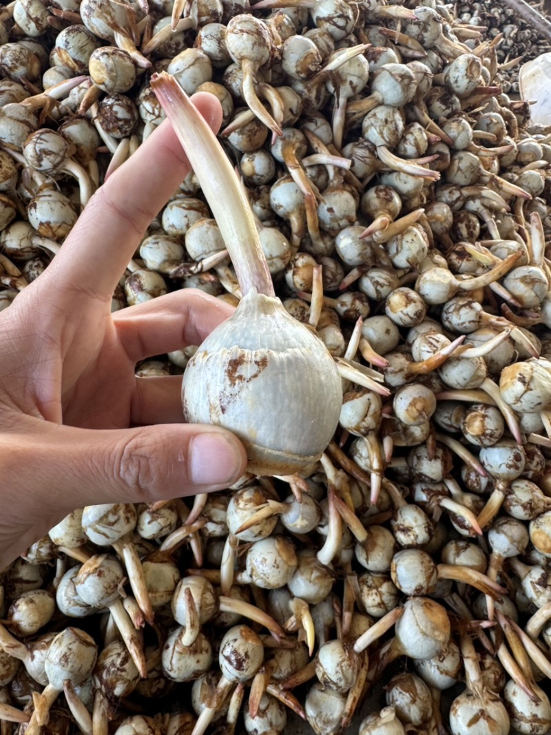 云南精品蓝白慈姑大中小茨菇一手货源全国可发货