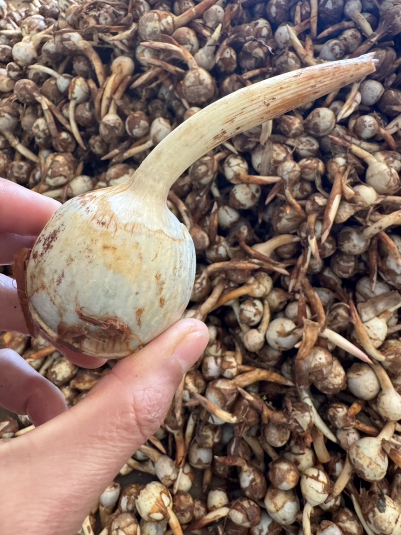 云南精品蓝白慈姑大中小茨菇一手货源全国可发货
