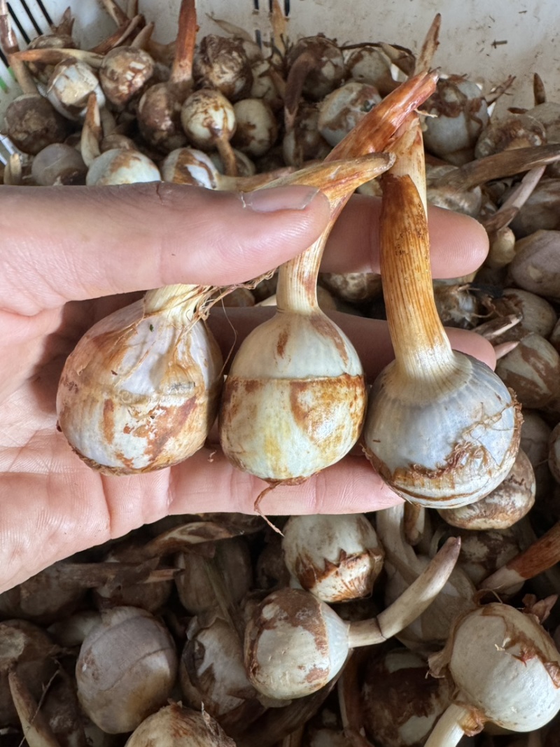 云南精品蓝白慈姑大中小茨菇一手货源全国可发货