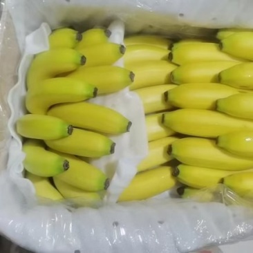 香蕉