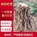 四川【精品中药材当归】产地直发货源充足量大从优