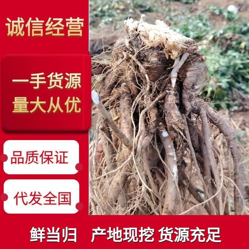 四川【精品中药材当归】产地直发货源充足量大从优