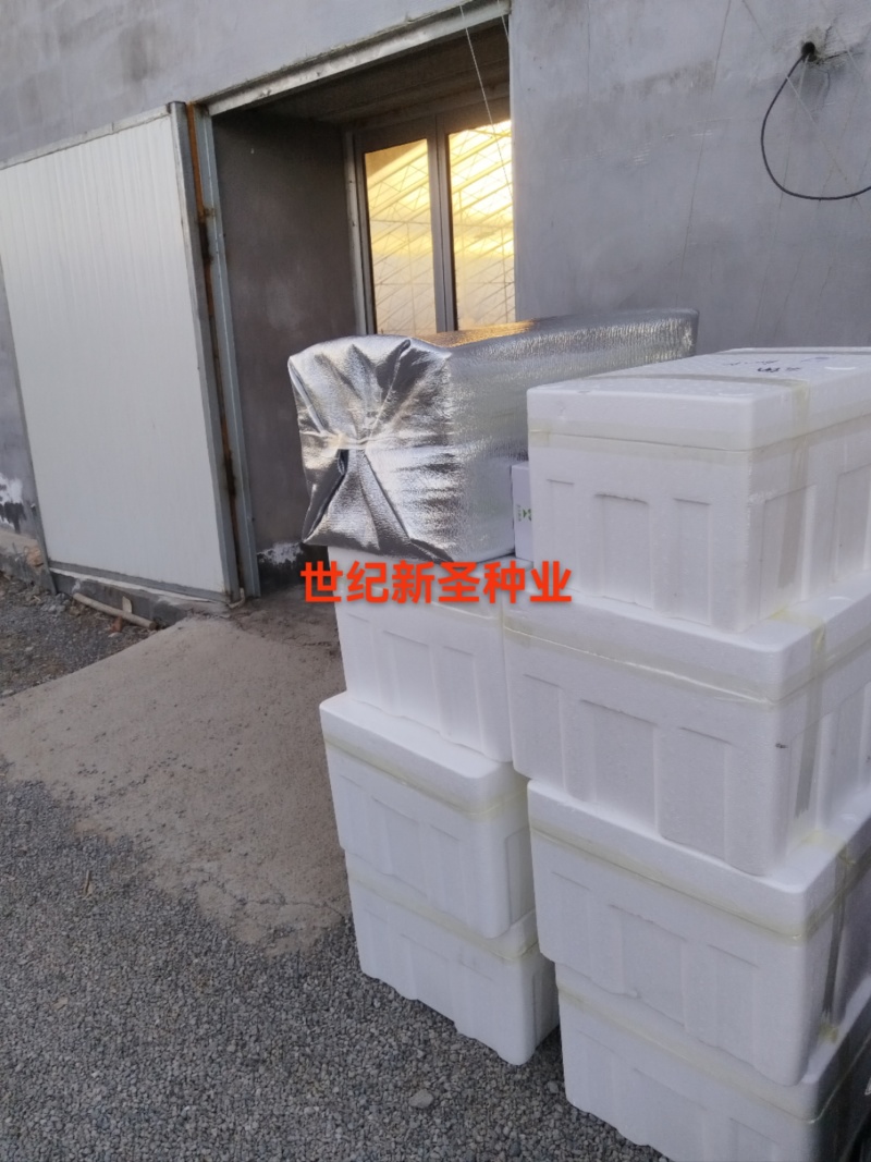 薄皮椒苗芜湖椒苗辣椒苗辣椒苗直发寿光辣椒苗直发