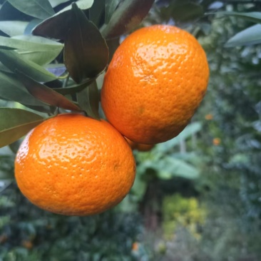 沃柑通货