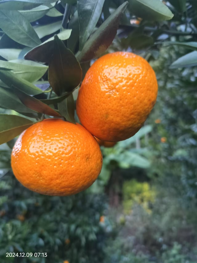 沃柑通货