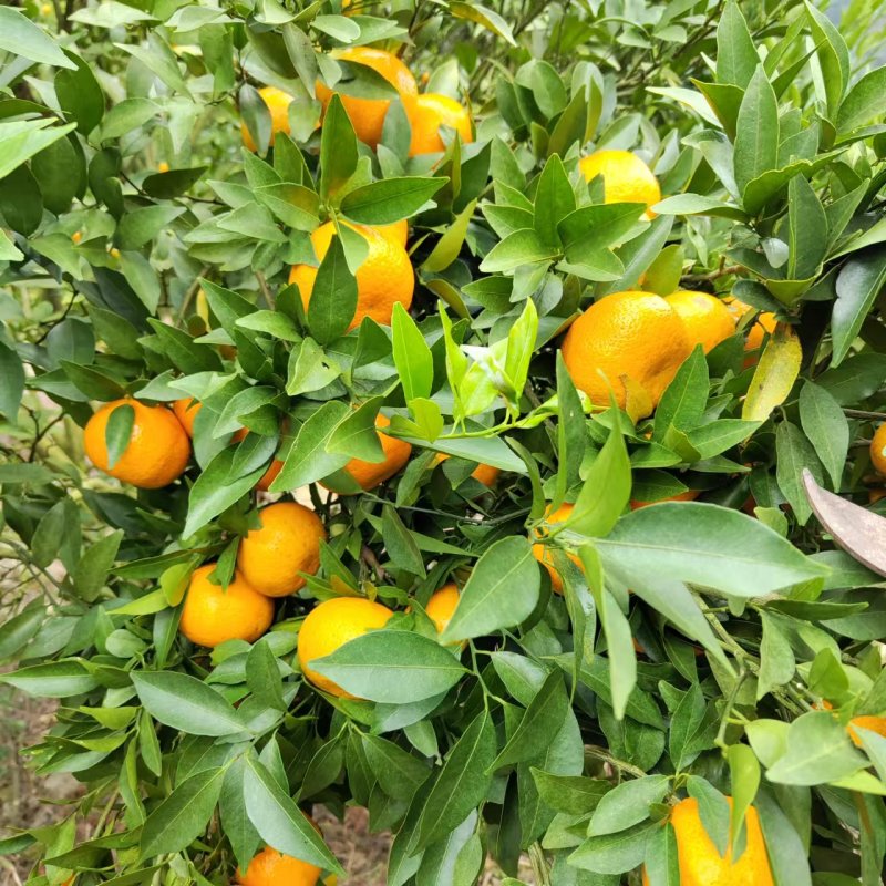 沃柑通货