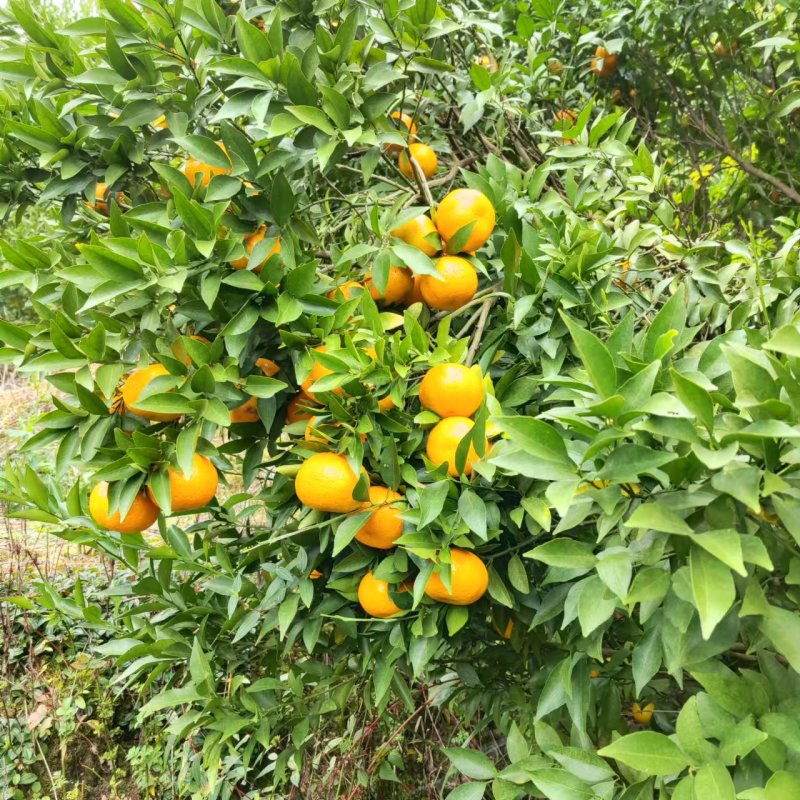 沃柑通货