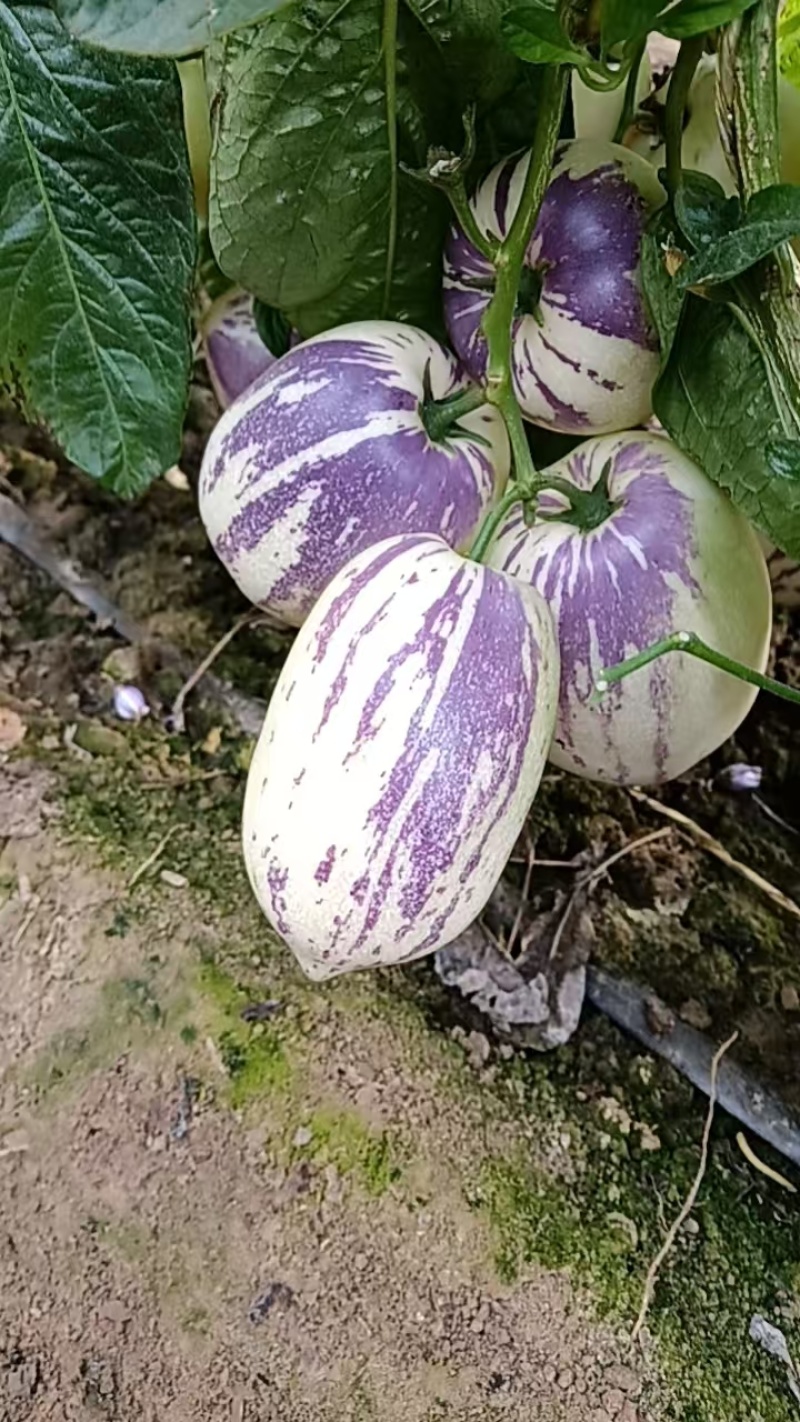 人参果