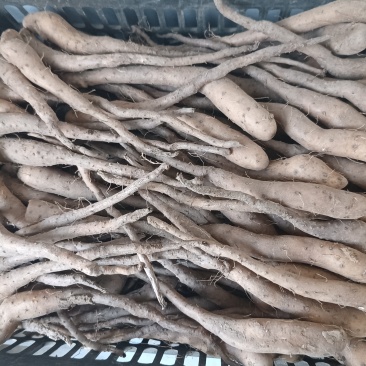 山东泰安白玉山药豆苗基地直供量大优惠可视频看货
