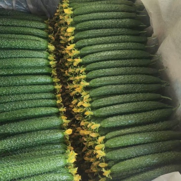 精品密刺黄瓜大量上市，质优价廉，全国发货，需要的联系