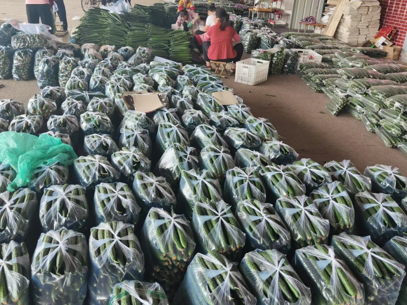 精品密刺黄瓜大量上市，质优价廉，全国发货，需要的联系