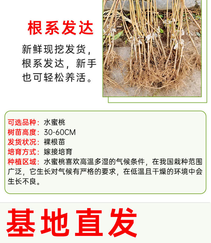 黄金蜜7号黄金蜜12号黄金蜜13号黄金脆黄金黄4