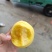 黄金蜜7号黄金蜜12号黄金蜜13号黄金脆黄金黄4