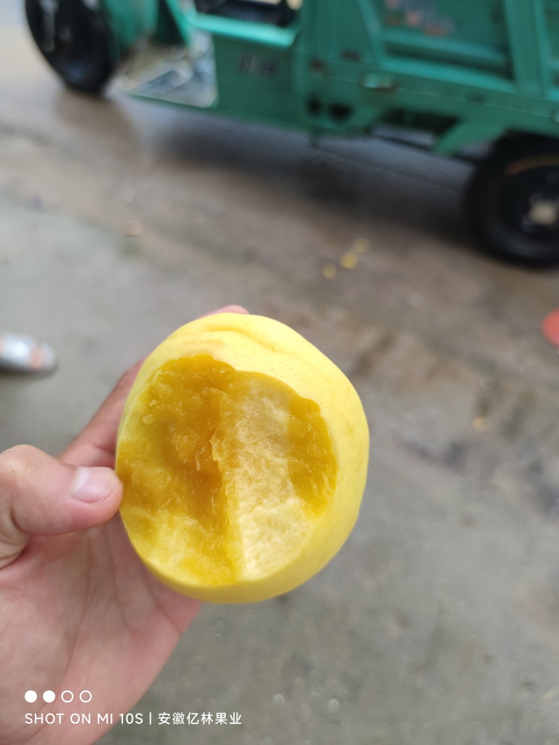 黄金蜜7号黄金蜜12号黄金蜜13号黄金脆黄金黄4