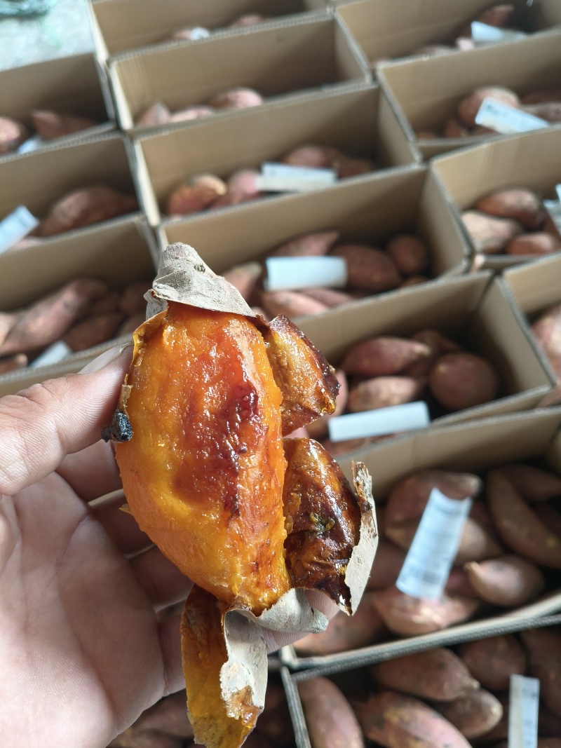 烟薯25，流糖流蜜，大量现货，便宜处理需要的联系我