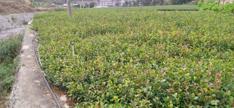 油茶苗成活率高品质保证欢迎来电洽谈合作诚信经营